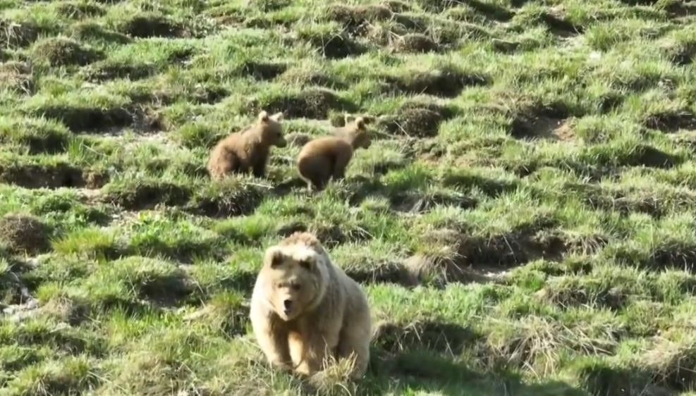 Bayburt’ta iki farklı yaylada ayılar görüldü