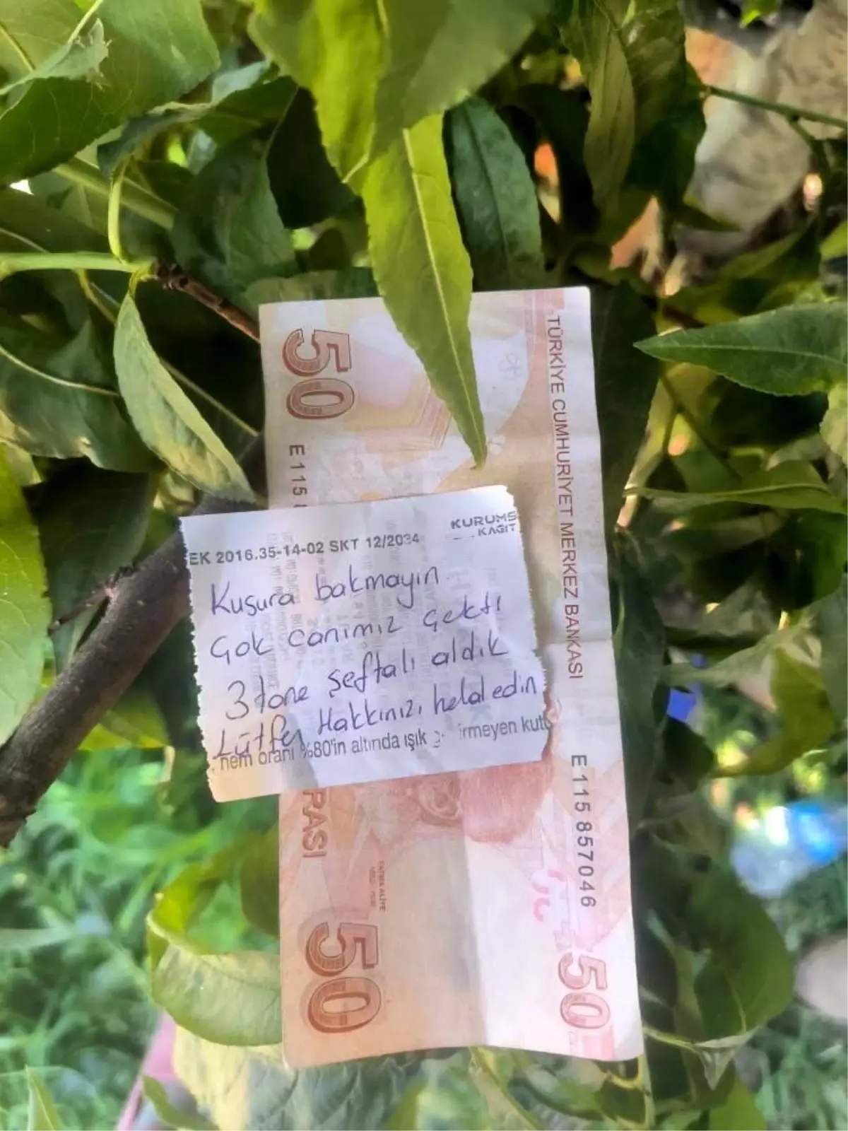 İznik’te İnsanlık Duygusu: Şeftali için Helallik