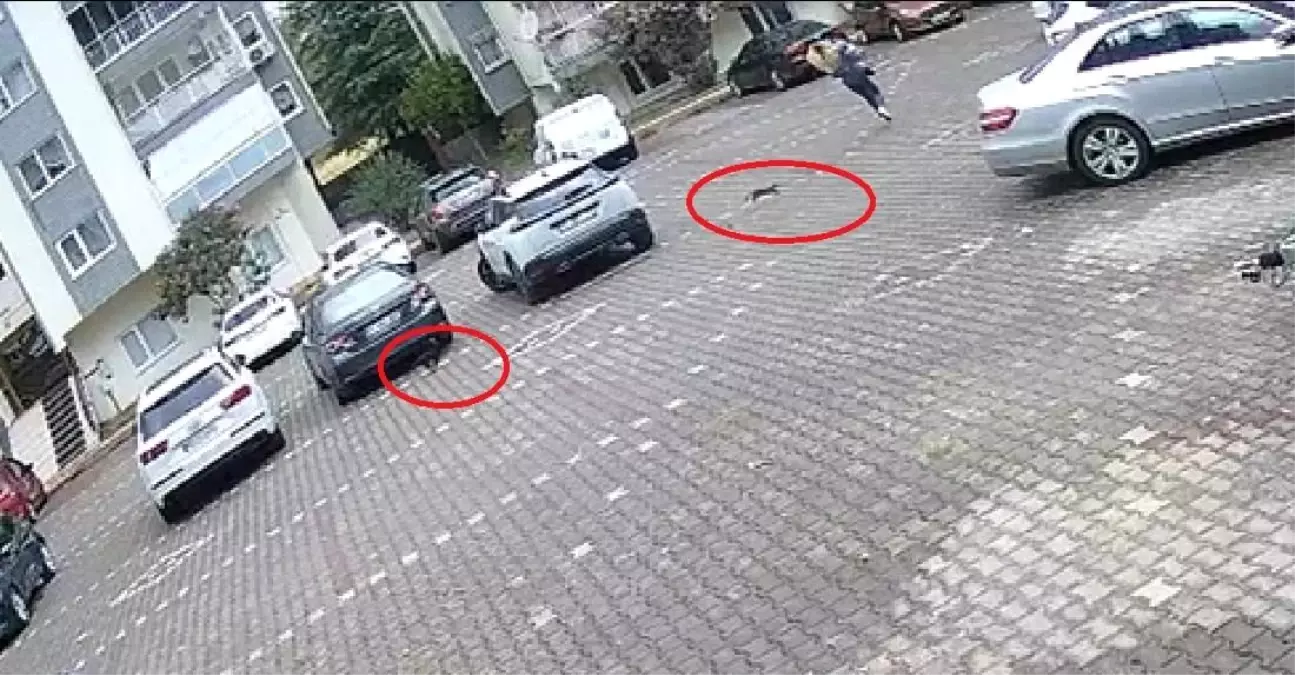 Kedilerle komik kovalamaca