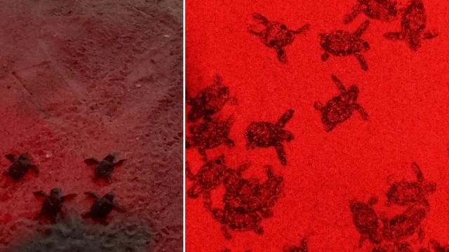 Kuşadası’nda 48 yavru kaplumbağa denize kavuştu