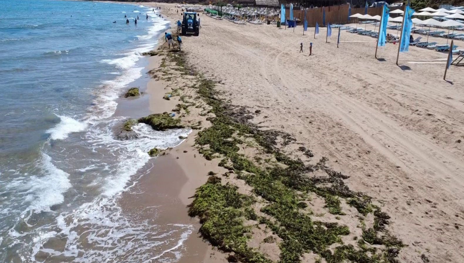 Şile’de deniz adeta yosun kustu