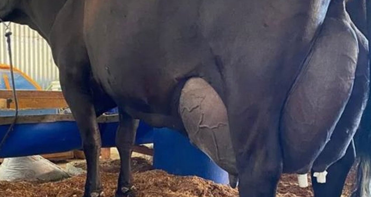 Tüm zamanların en çok süt veren ineği oldu