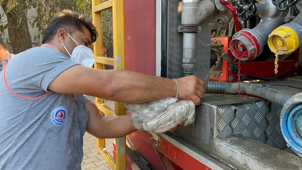 yanginda tavuklari kalan civirin acisi 3iEpkAnE