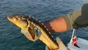 Balıkçıların ağına takıldı, geri denize bırakıldı