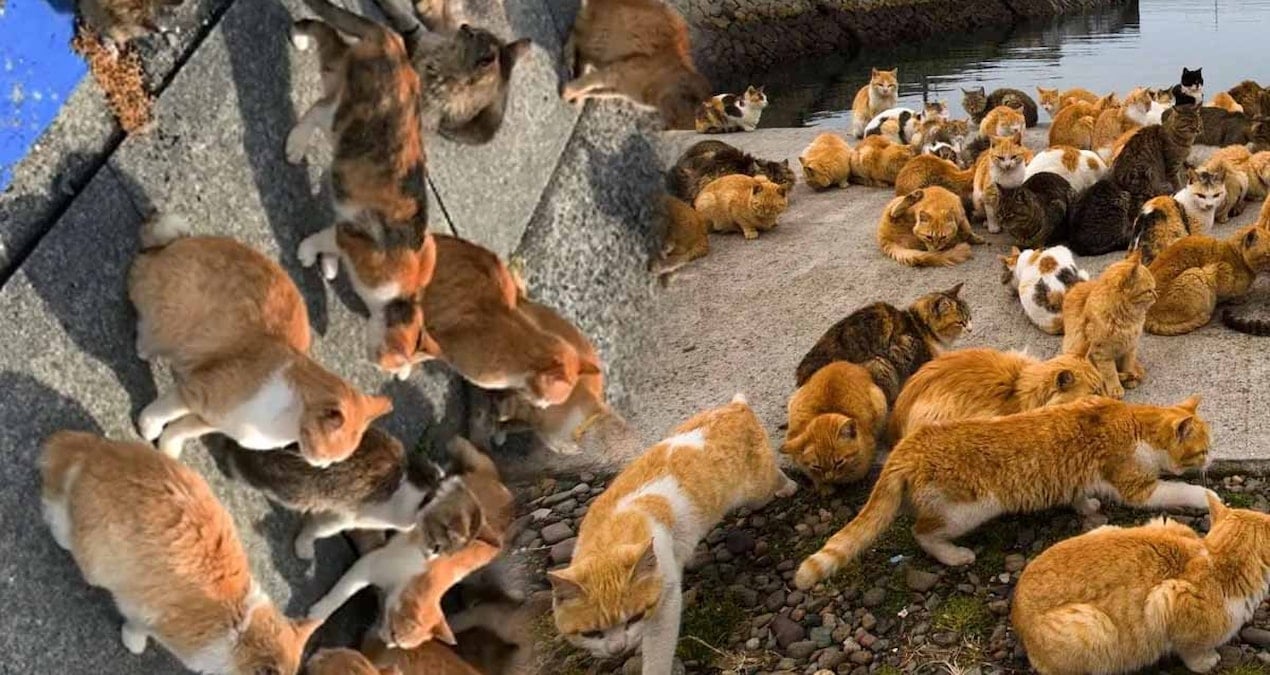 Bu adada insanlar değil, kediler hüküm sürüyor: Nüfusları 4 kat fazla, adlarına yapılmış tapınakları bile var