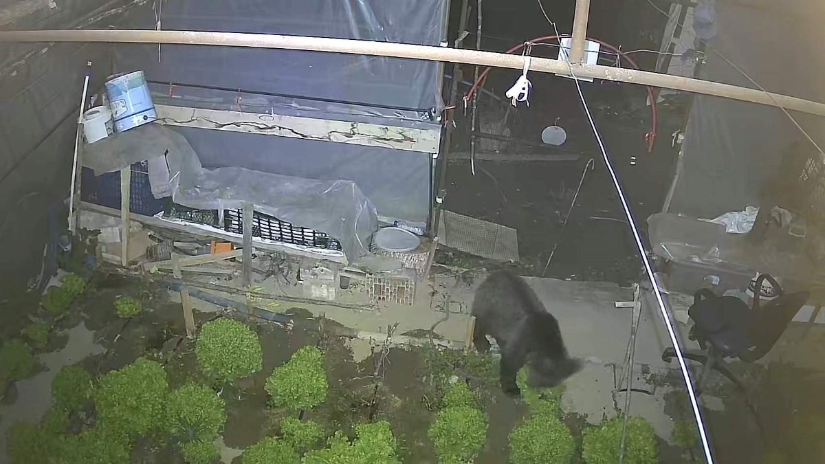 karabukte davetsiz misafir yavru ayi 2 gunde 50 bag marul yedi 12hpgeKg.jpg