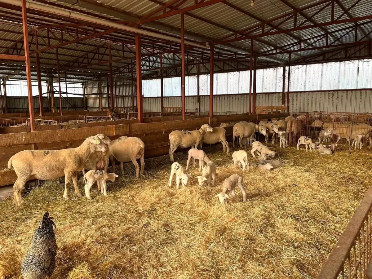 Bilecik’te Yüzde 100 Hibe Destekli Küçükbaş Hayvancılık Projesi Başladı