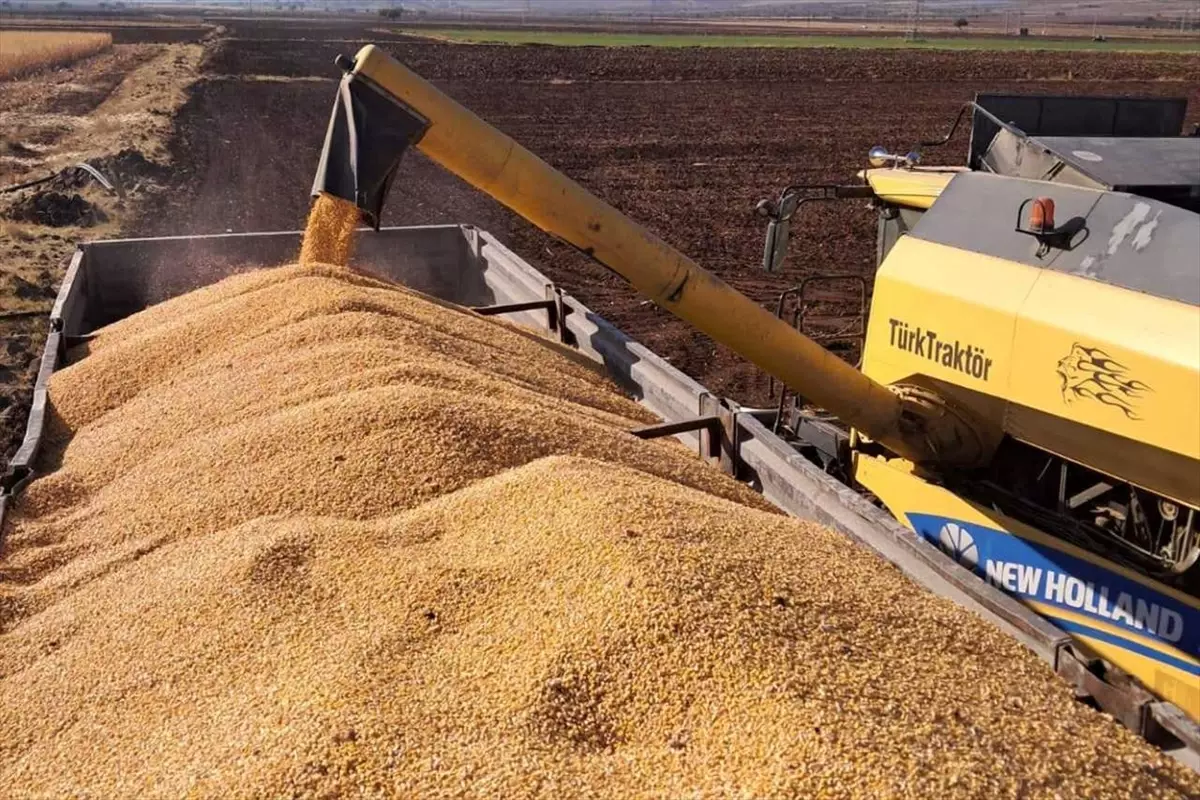 Gaziantep’te Mısır Hasadı Başladı