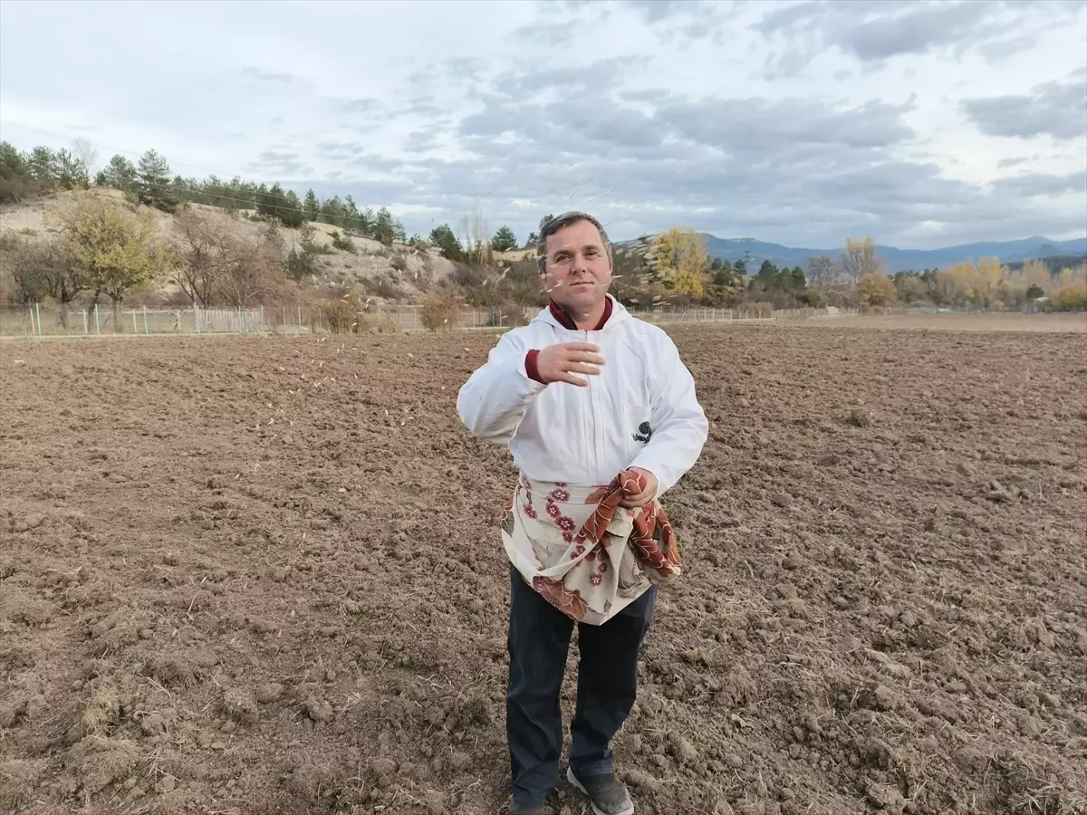 Siyez Buğdayı Ekimi Başladı