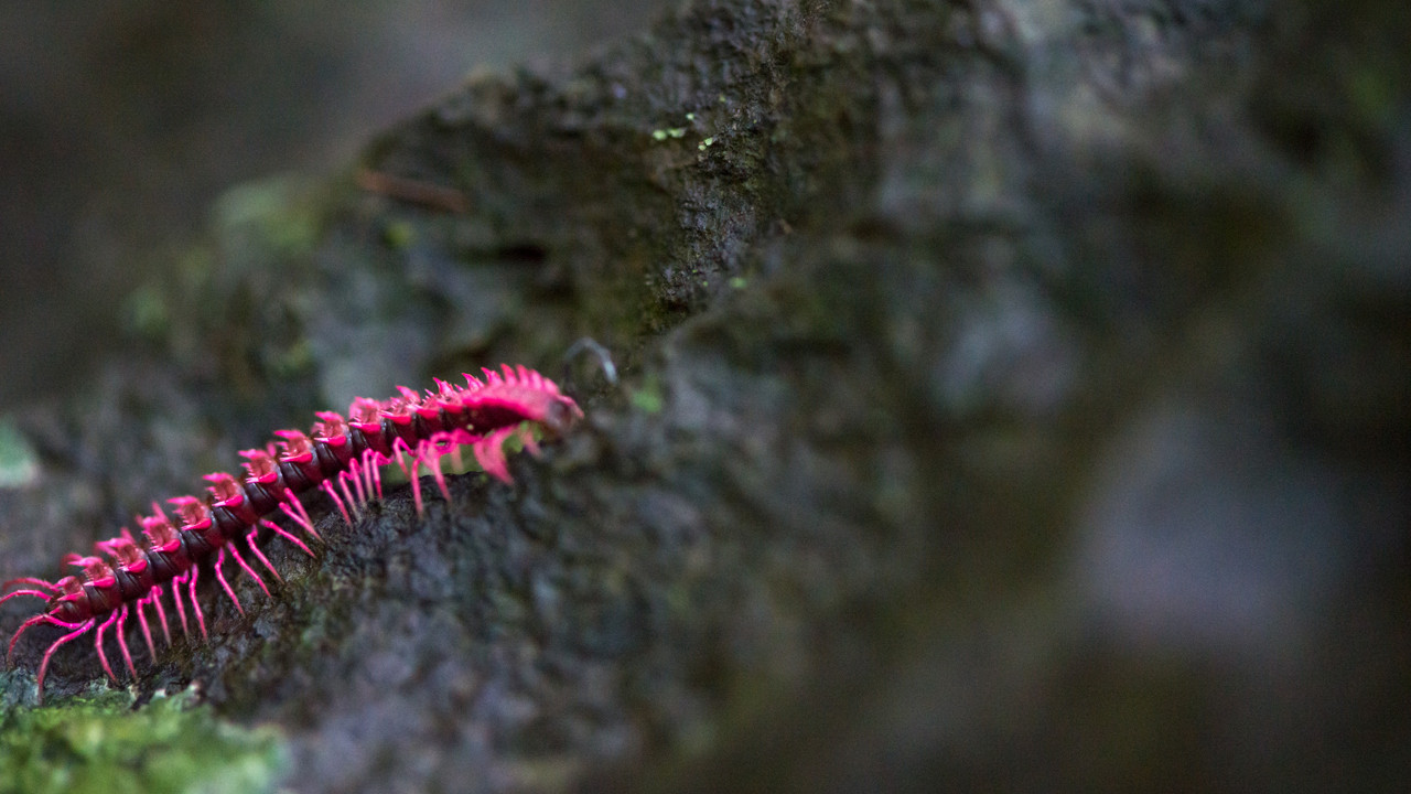 Tayland mağarasında heyecanlandıran keşif: “Prenses Ejderha”