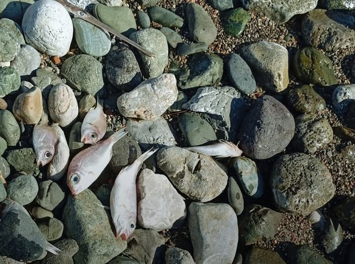 Datça’da korkutan manzara. Ölü balıklar sahile vurdu