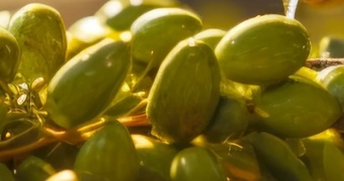 İzmir Kooperatifçilik Buluşmaları 19 Aralık’ta