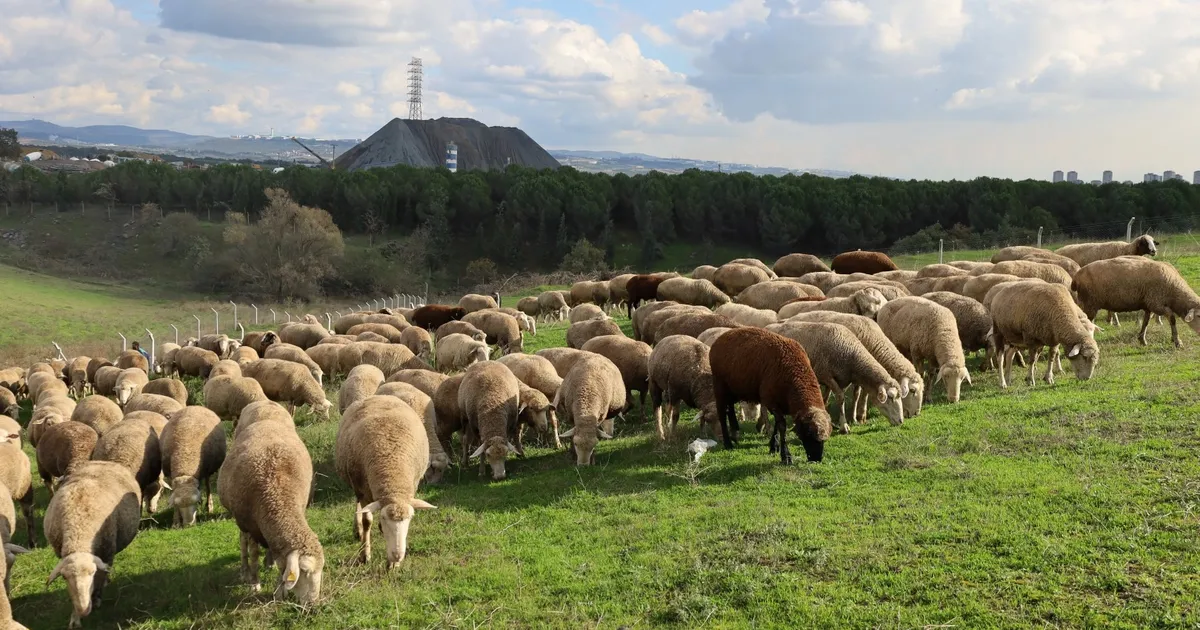 Kocaeli’de damızlık koç desteğiyle kuzulama oranları artıyor… Sürüler güçlendi, verim arttı