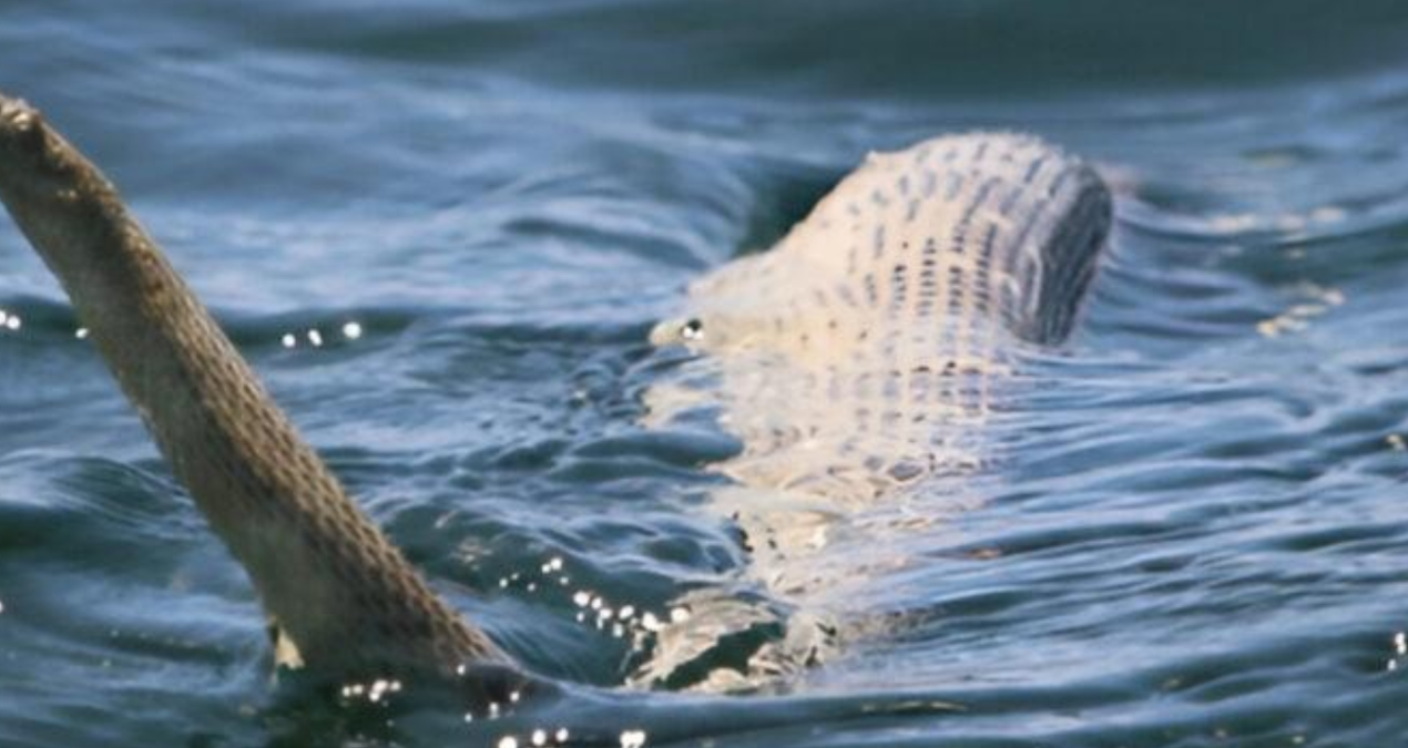 Patır patır kıyıya vurdular ekipler bölgeye akın etti: Balık da değil