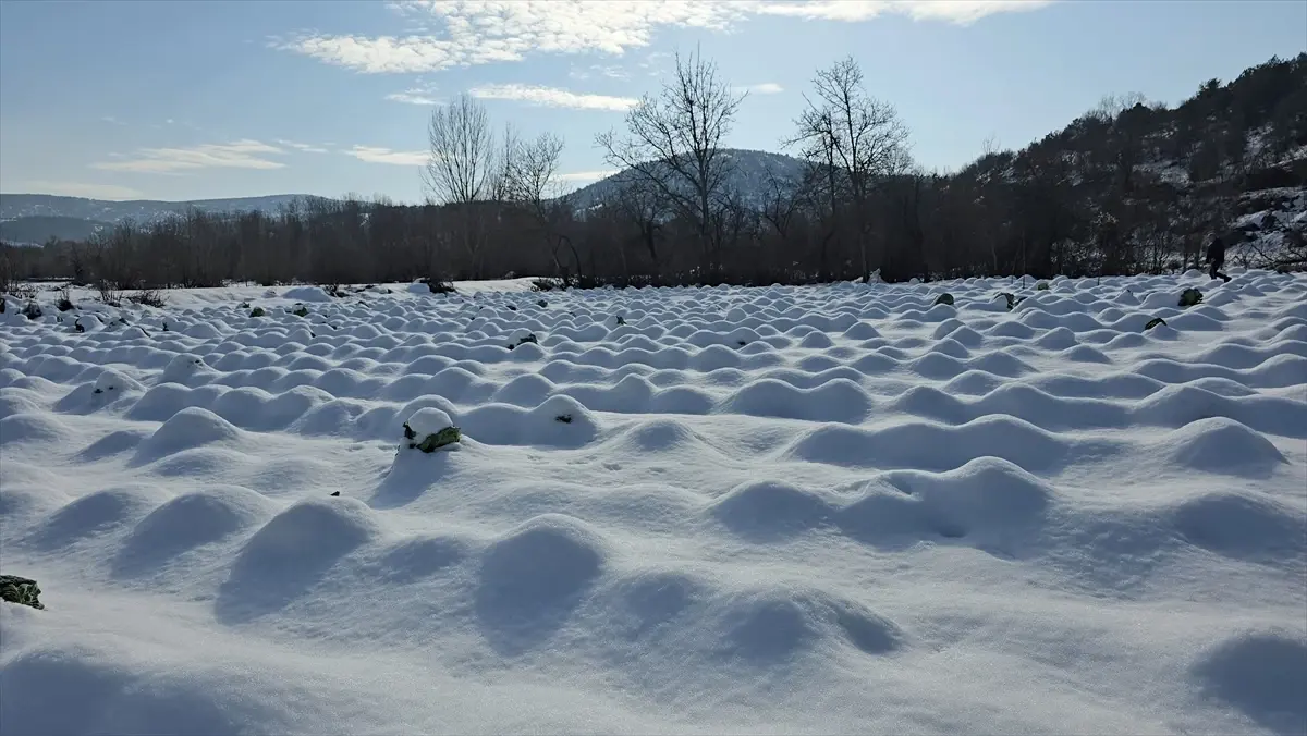 Eskipazar Lahanası Kar Altında Hasat Ediliyor