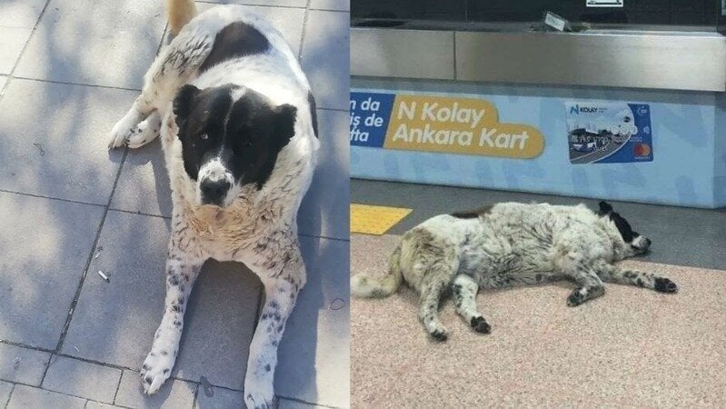 “Matmazel” dövülerek öldürüldü iddiasına soruşturma