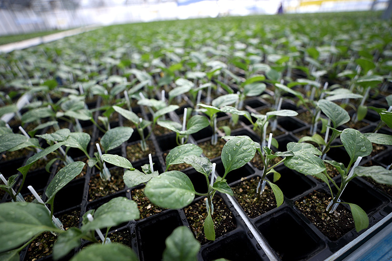 TAEK Projesiyle 512 bin üreticiye destek sağlandı. Türkiye yeşillendirildi