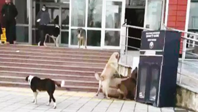 Hatay’da 4 mahalle ‘kuduz risk bölgesi’ ilan edildi