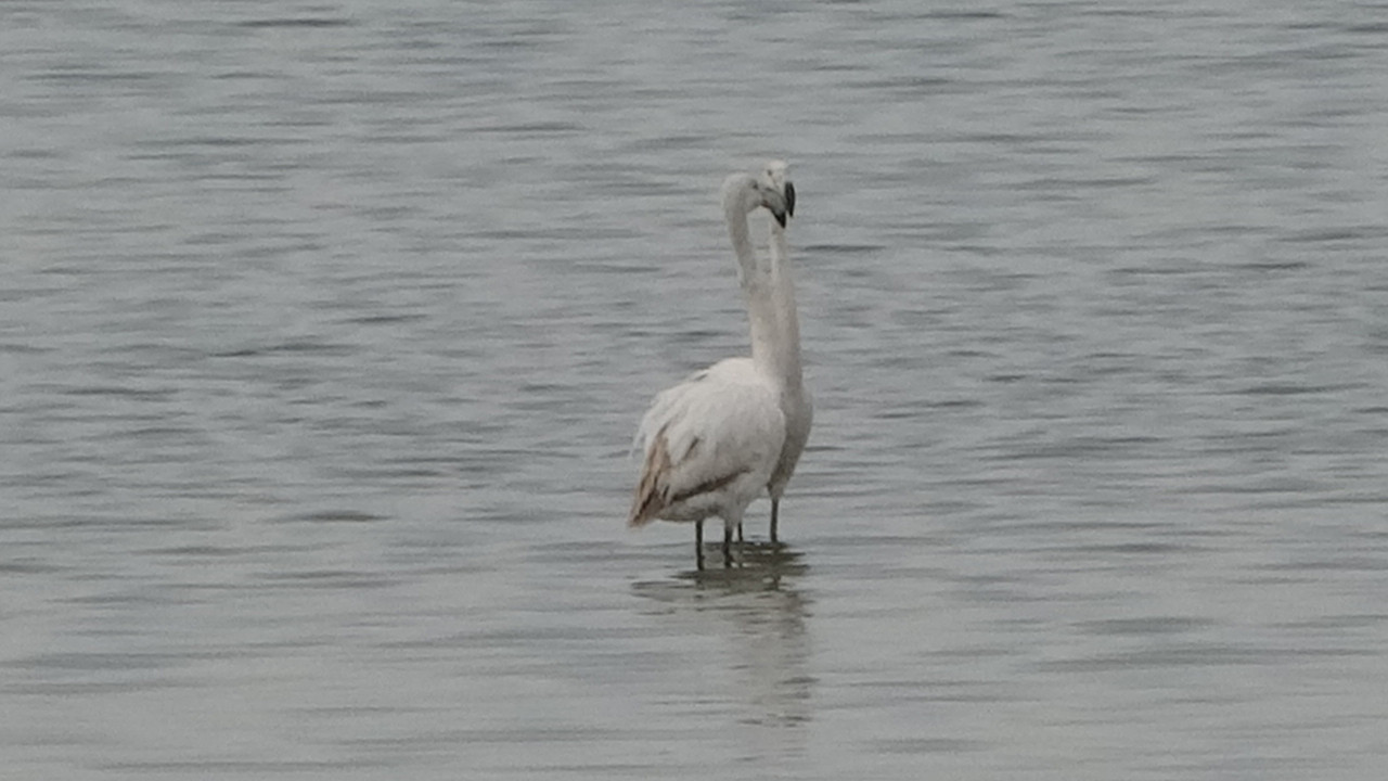 Van Gölü Havzası’nda Flamingo Göçü: Doğanın Büyüleyici Manzarası