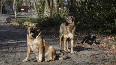 Bakan Çiftçi, Türkiye genelinde sokak köpeklerinin toplanma oranlarını açıkladı
